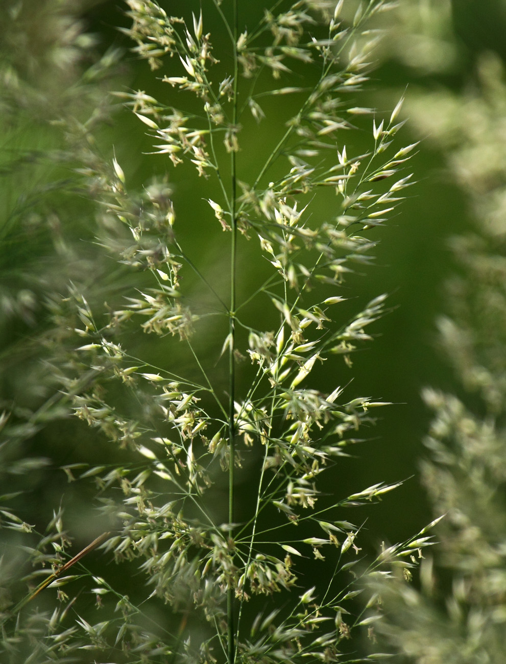 Изображение особи Calamagrostis arundinacea.