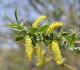 Salix alba