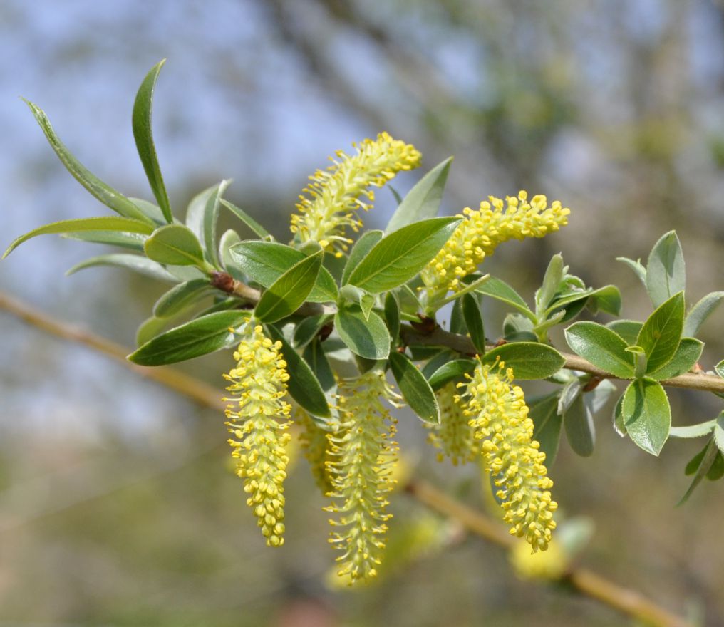 Изображение особи Salix alba.
