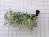 genus Usnea