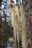 Usnea longissima