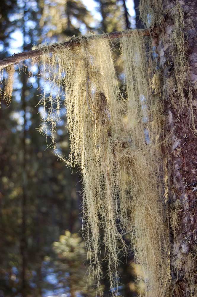 Image of Usnea longissima specimen.