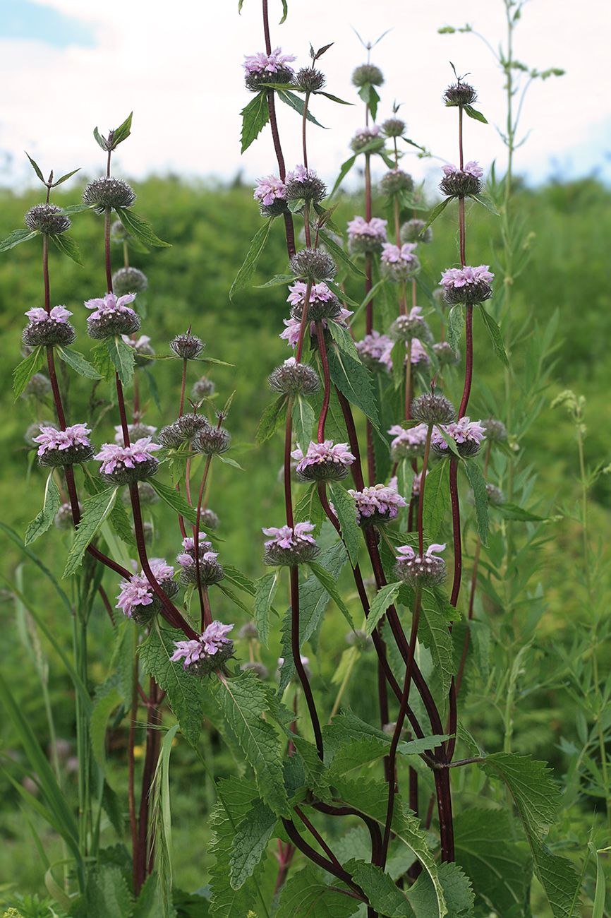 Изображение особи Phlomoides tuberosa.