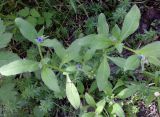 Asperugo procumbens