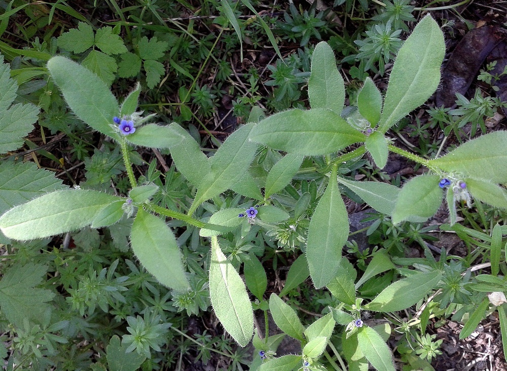 Image of Asperugo procumbens specimen.