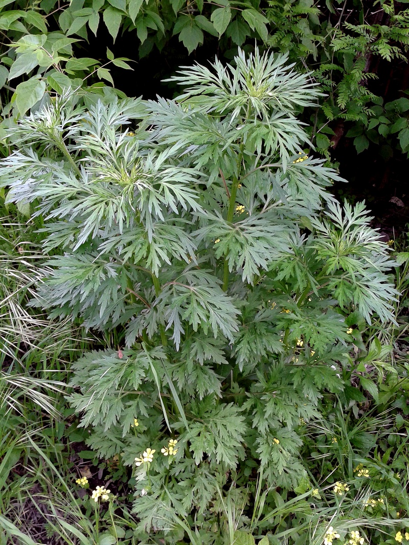 Image of Artemisia vulgaris specimen.