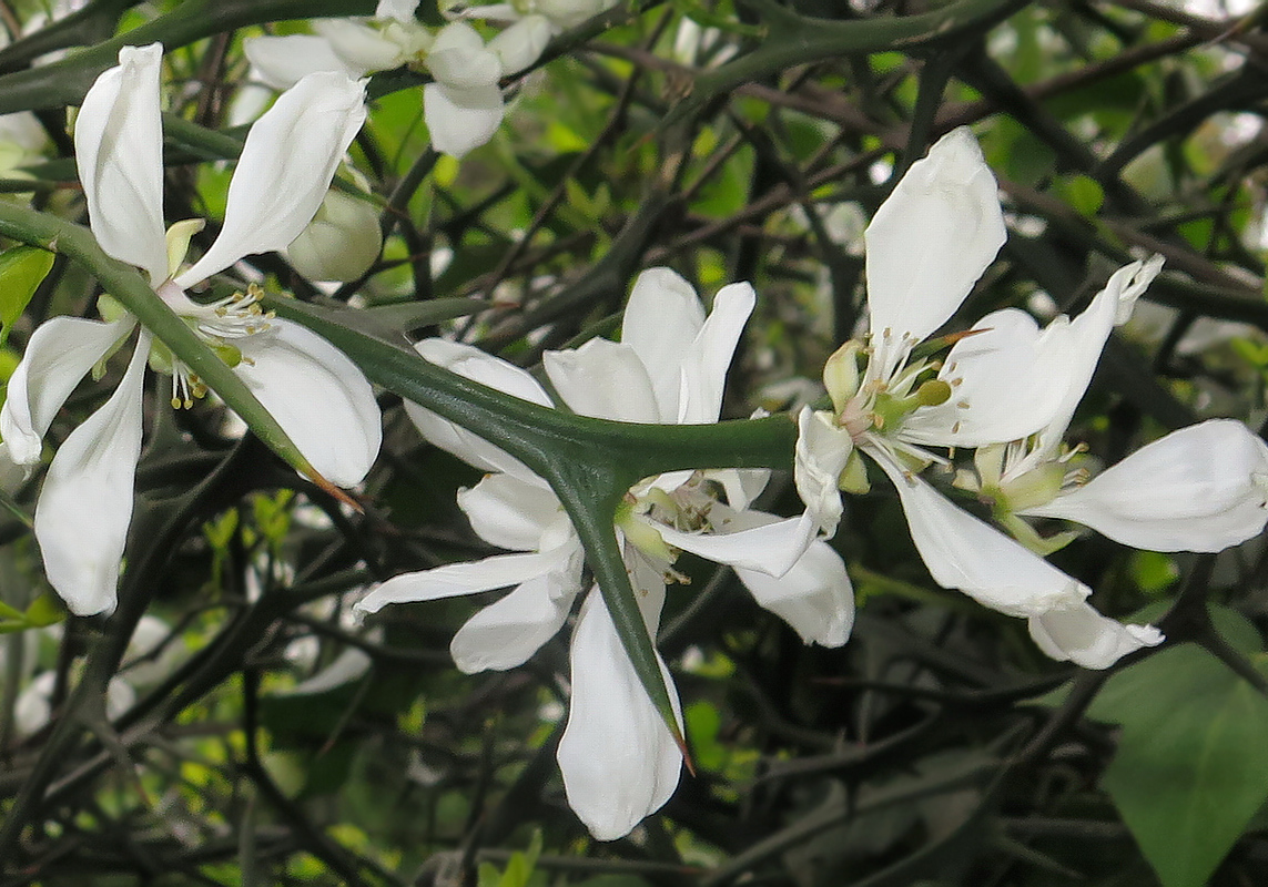 Image of Poncirus trifoliata specimen.