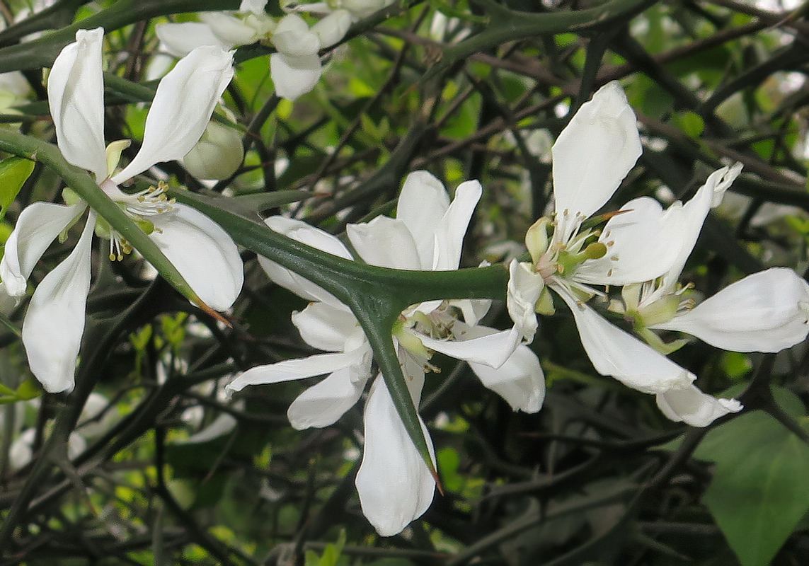 Изображение особи Poncirus trifoliata.