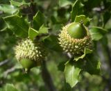 Quercus coccifera. Незрелые плоды и листья. Франция, окр. г. Экс-ан-Прованс, склон горы Сент-Виктуар. 19.08.2006.