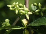 Euonymus europaeus