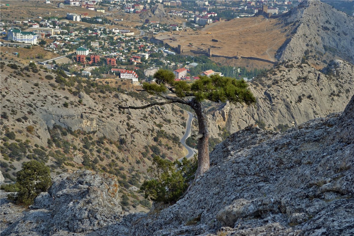 Изображение особи Pinus pallasiana.