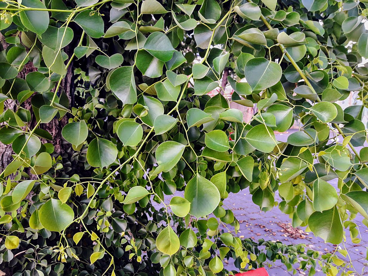 Image of Dalbergia sissoo specimen.