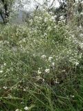 род Crambe