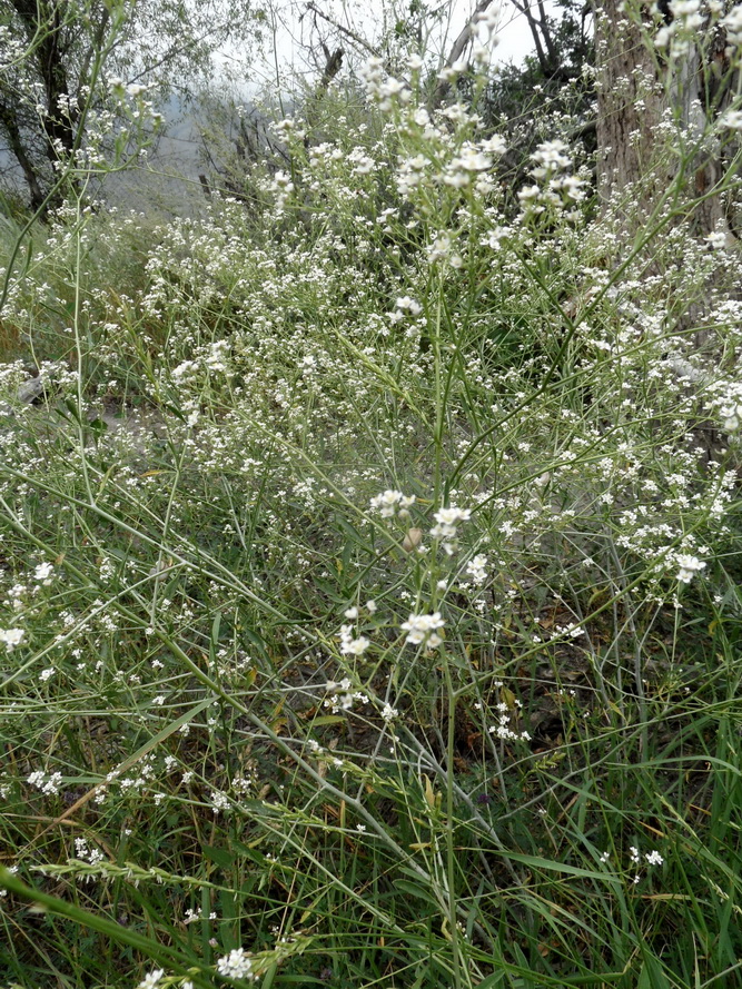 Изображение особи род Crambe.