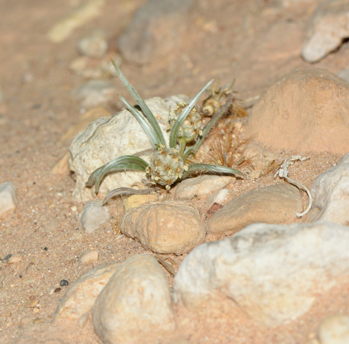 Image of Plantago ovata specimen.