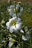 Alcea nudiflora