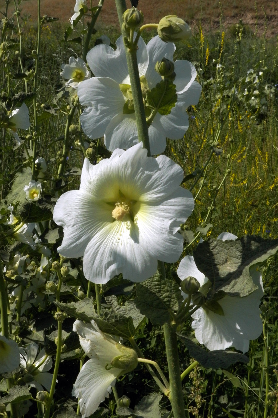 Изображение особи Alcea nudiflora.