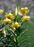 Lilium kesselringianum