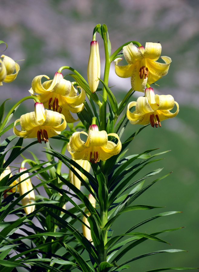 Image of Lilium kesselringianum specimen.