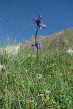 Nepeta supina