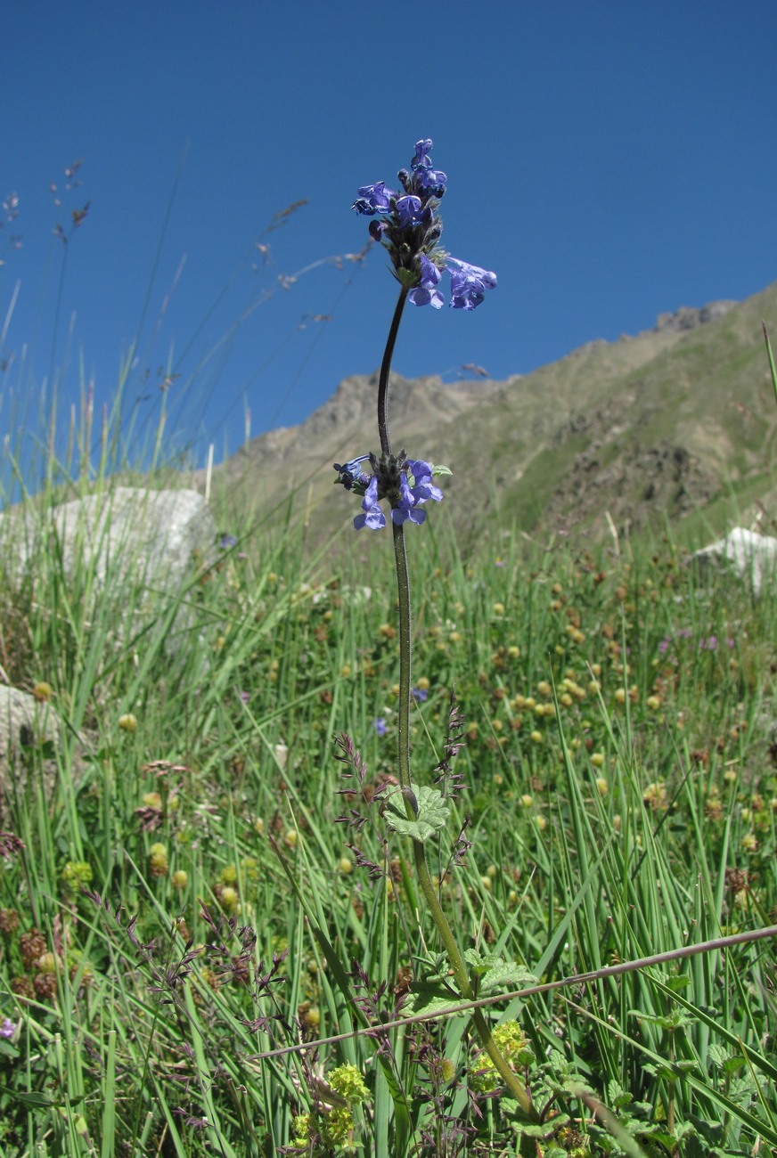 Изображение особи Nepeta supina.