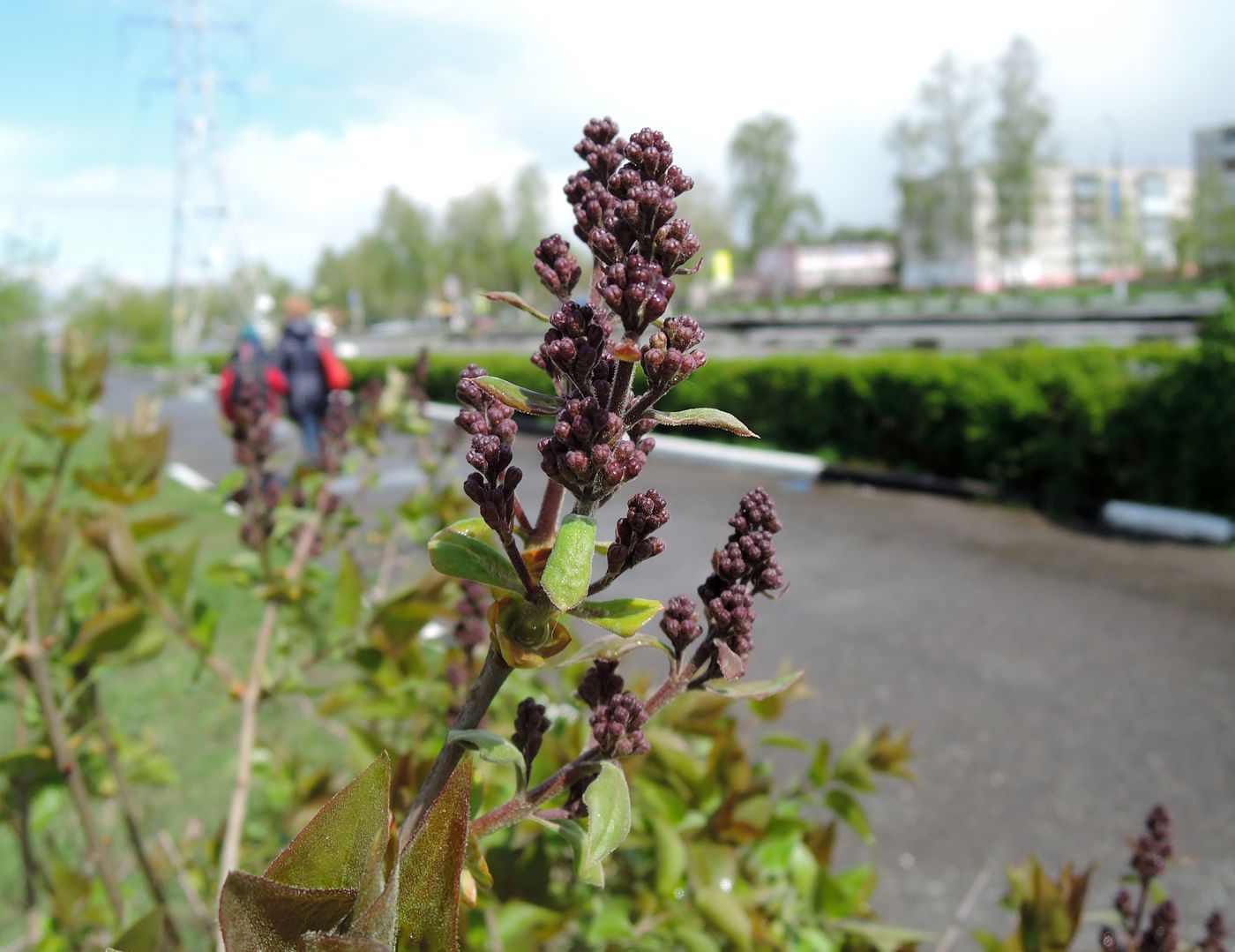 Image of Syringa vulgaris specimen.