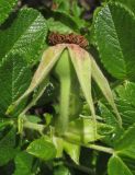Rosa rugosa. Завязавшийся плод. Новосибирская обл., г. Новосибирск, окр. Академгородка, побережье Новосибирского вдхр., прибрежные пески, среди зарослей Hippophae rhamnoides. 5 августа 2017 г.