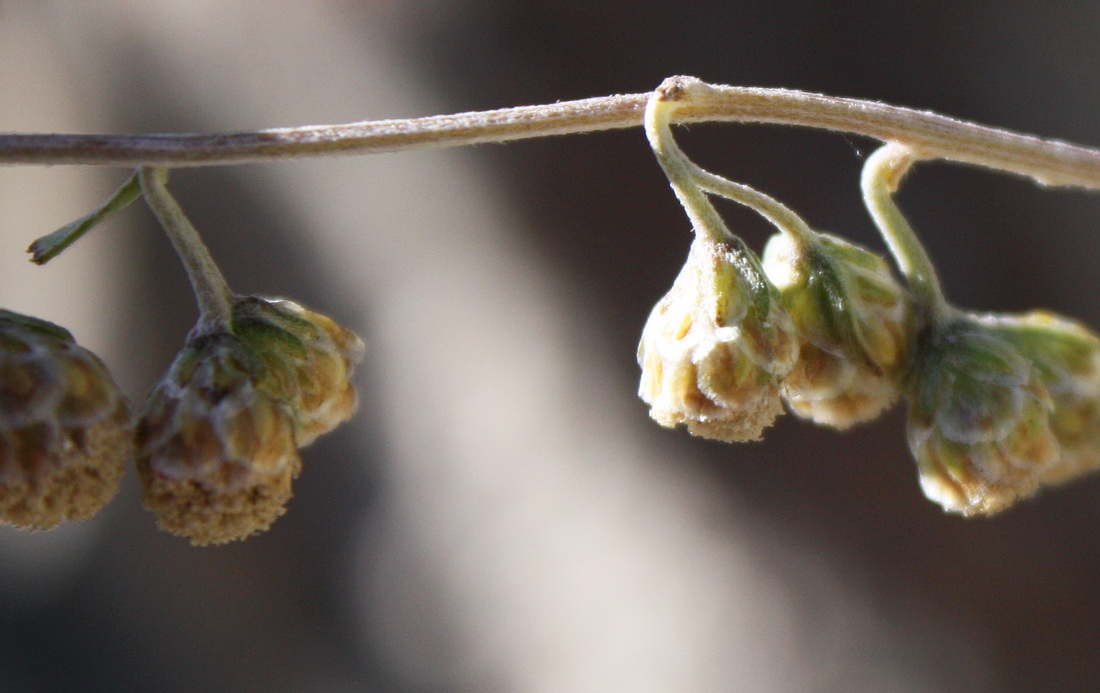 Image of Artemisia sieversiana specimen.