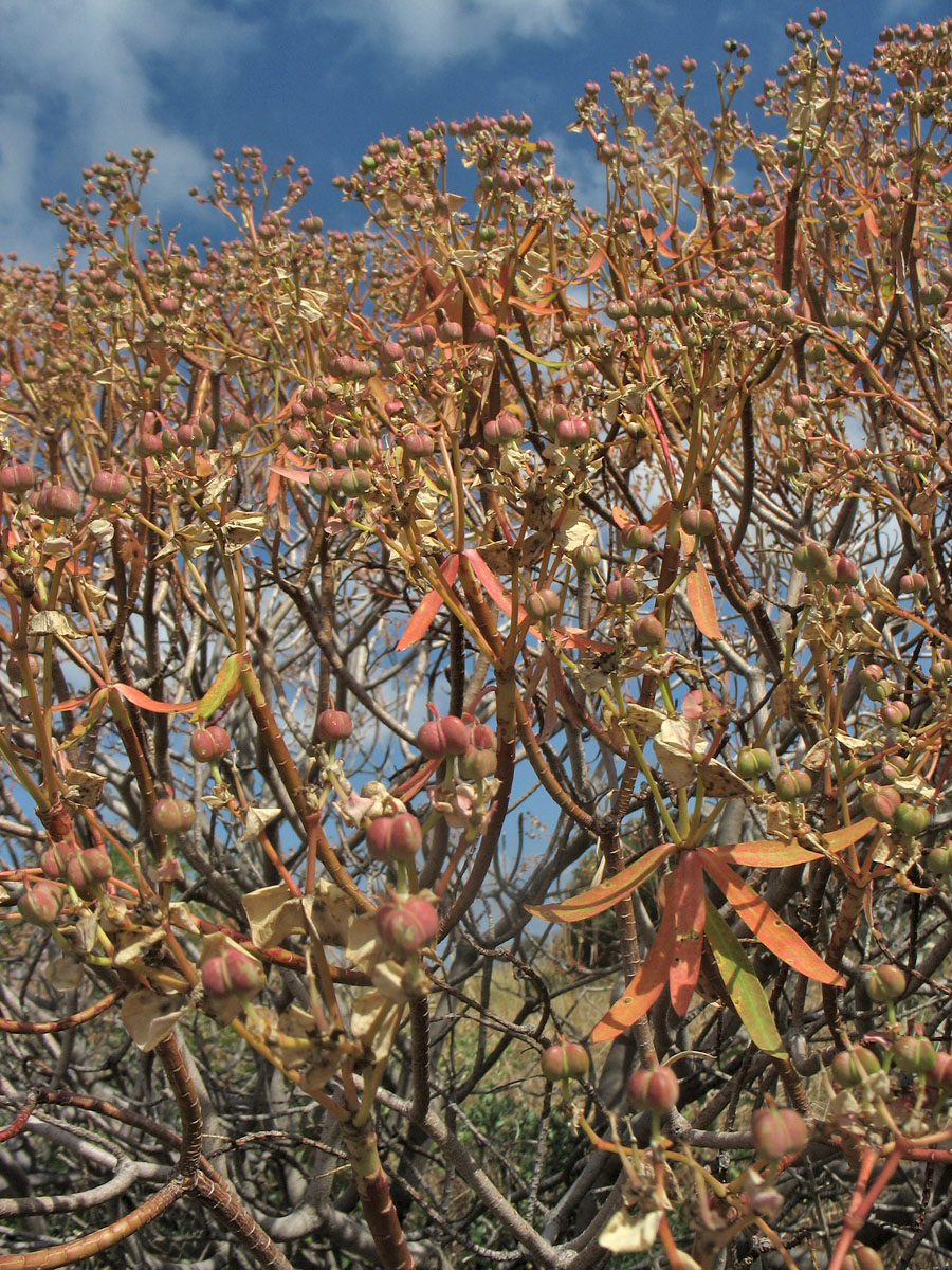 Изображение особи Euphorbia dendroides.