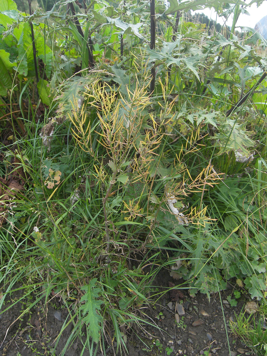 Image of Barbarea minor specimen.