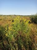 Senecio erucifolius. Отцветающее растение. Иркутская обл., Иркутский р-н, дер. Позднякова, луг. 29.08.2017.