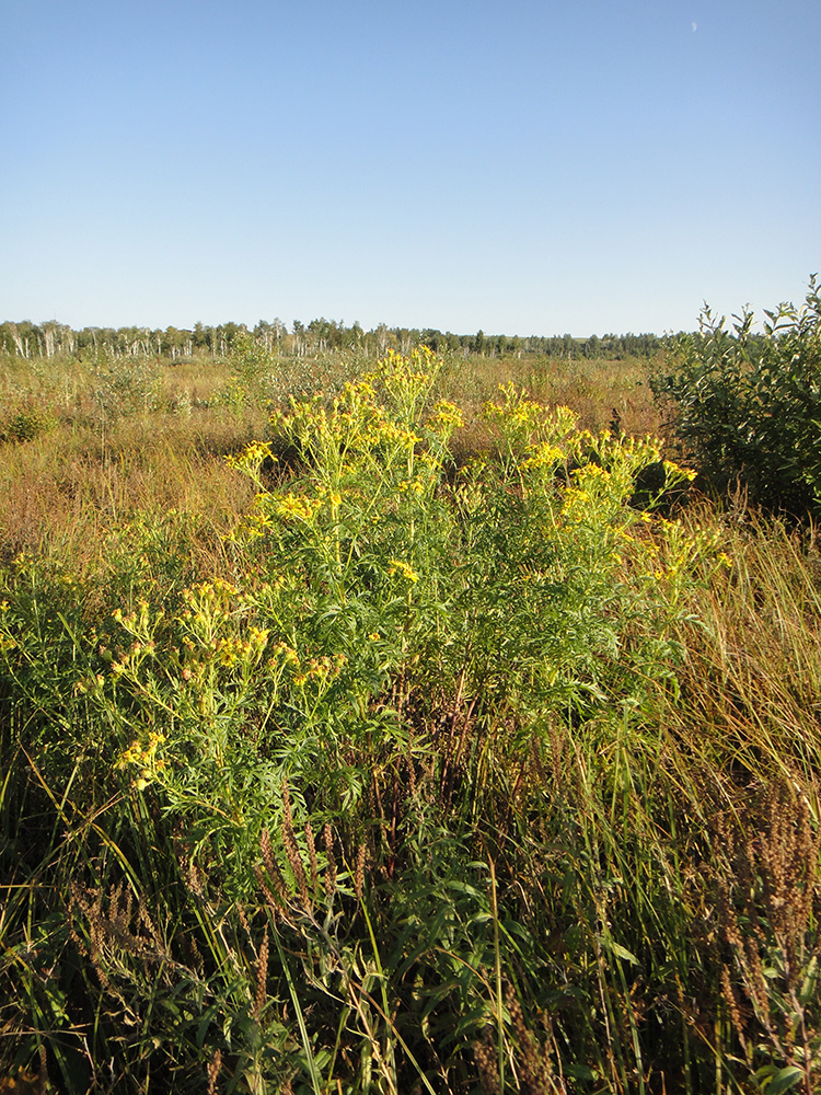 Image of Senecio erucifolius specimen.