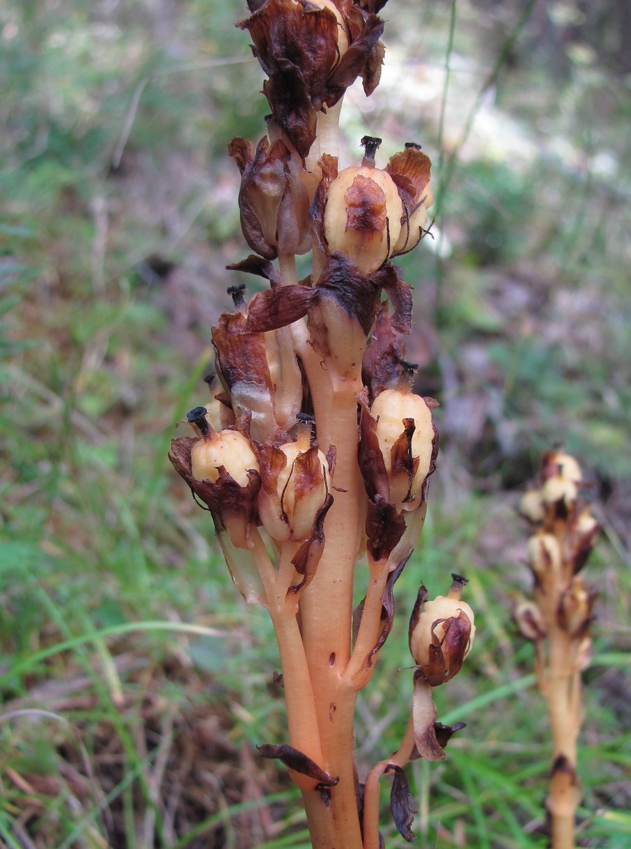 Image of Hypopitys monotropa specimen.