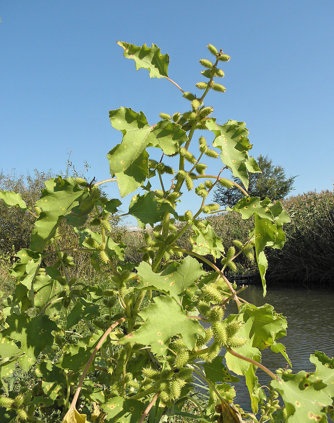 Image of Xanthium orientale specimen.