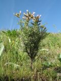 Astragalus neolipskyanus