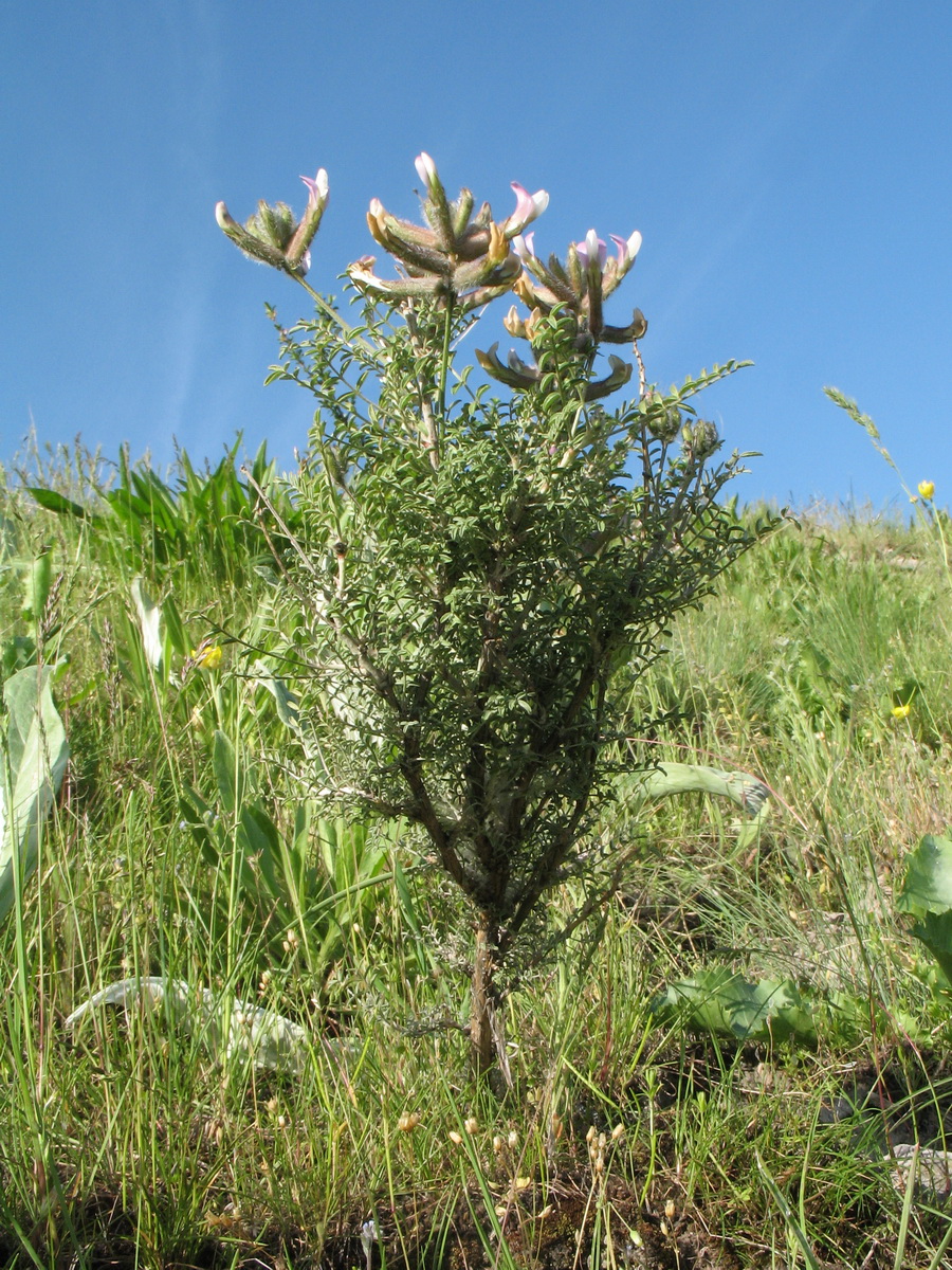 Изображение особи Astragalus neolipskyanus.