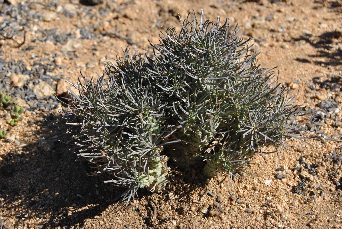 Image of Euphorbia filifolia specimen.