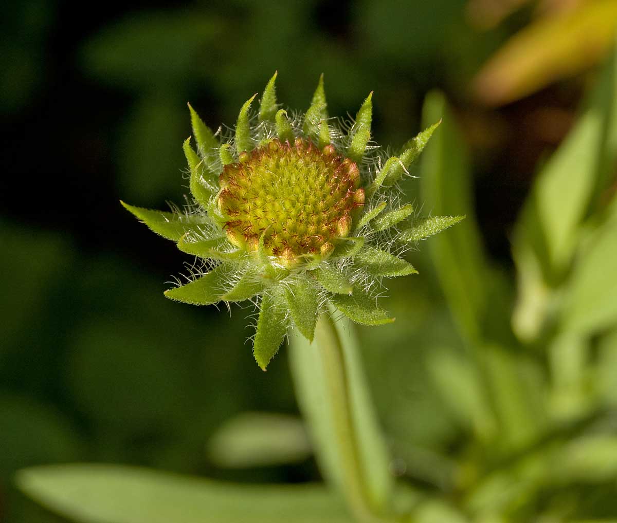 Изображение особи Gaillardia aristata.