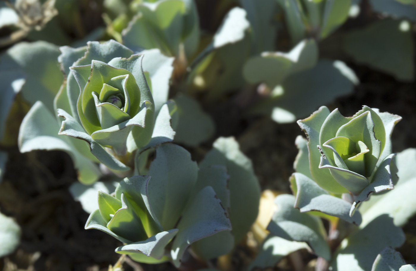 Изображение особи Mertensia maritima.