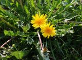 Taraxacum repletum