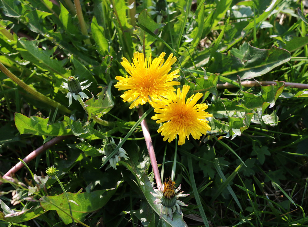 Изображение особи Taraxacum repletum.