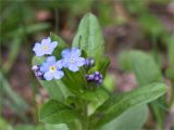 Myosotis amoena. Верхушка побега с соцветием. Грузия, Край Рача-Лечхуми и Нижняя Сванетия, Онский муниципалитет, окр. пос. Шови, дол. р. Чанчахи (приток р. Риони), выс. 1530 м н.у.м., опушка смешанного леса. 07.05.2017.