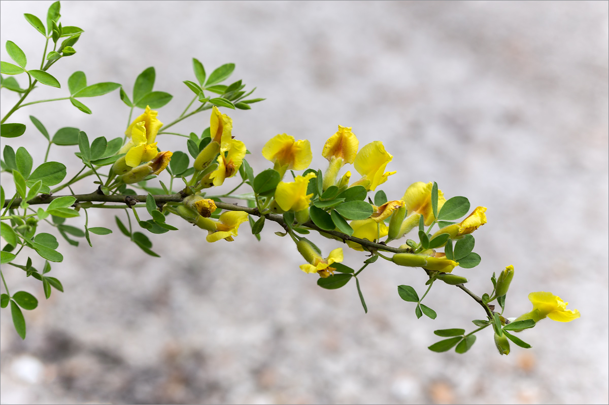 Изображение особи Chamaecytisus ruthenicus.