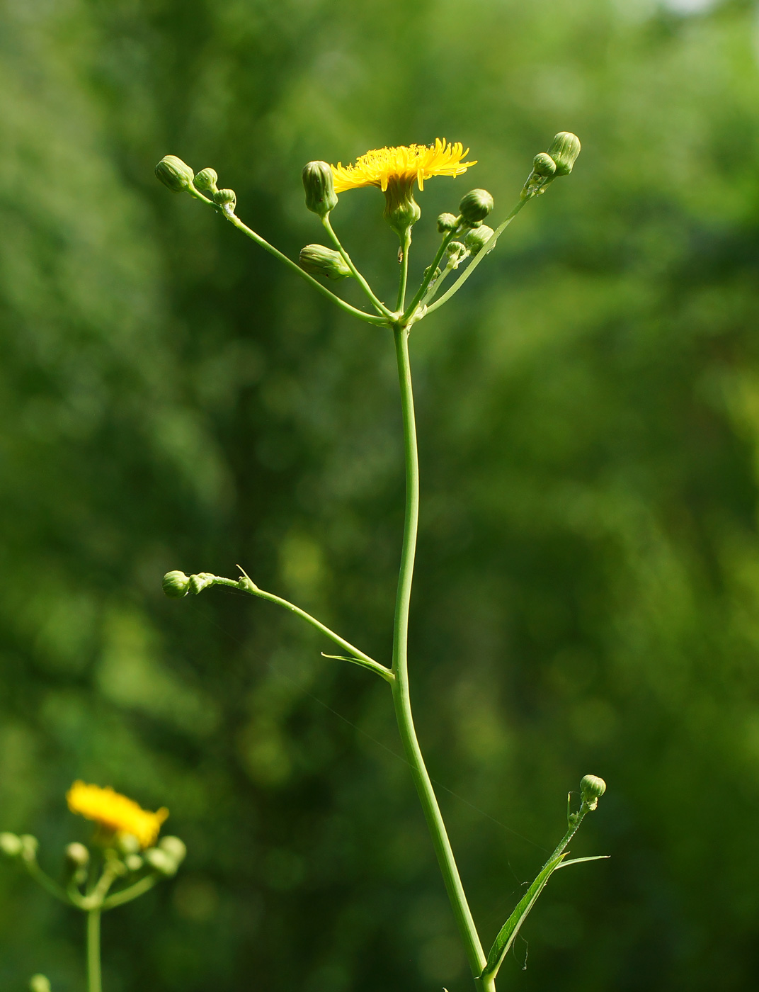 Image of Sonchus arvensis ssp. uliginosus specimen.