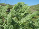 Ferula pallida. Листья. Южный Казахстан, Сырдарьинский Каратау, горы Улькунбурултау, ≈ 900 м н.у.м., степь на мелкозёмном плато. 4 мая 2017 г.