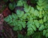 семейство Apiaceae. Лист. Пермский край, г. Пермь, Кировский р-н, елово-пихтовый лес, обочина грунтовой дороги. 27.05.2017.