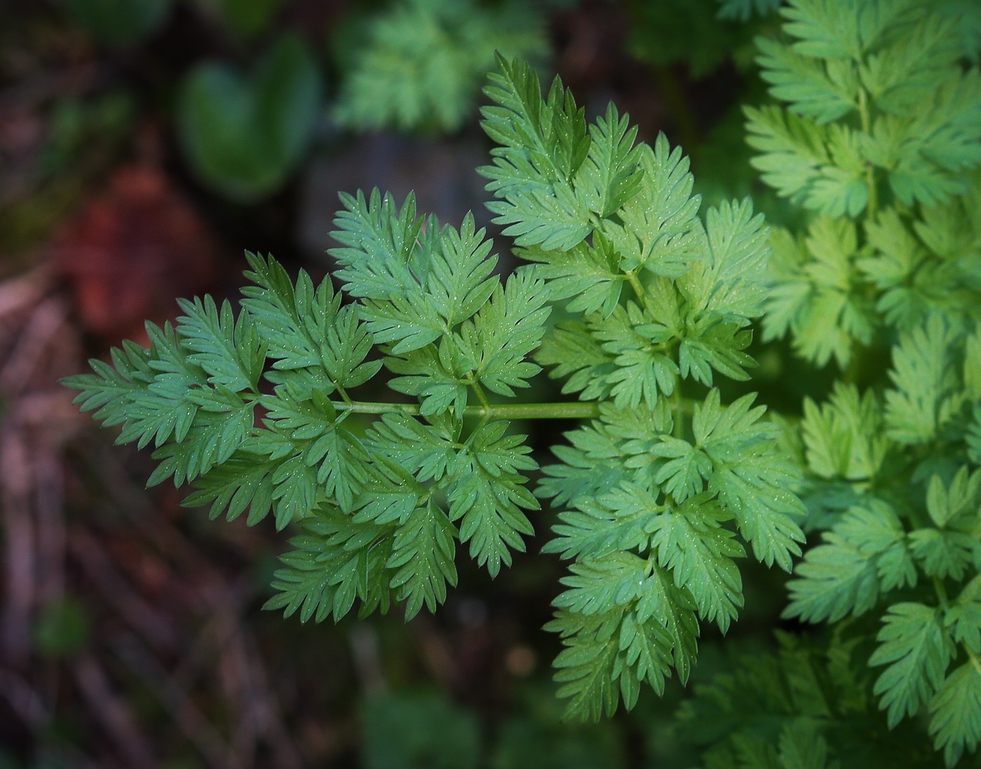 Image of familia Apiaceae specimen.