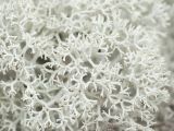 Cladonia stellaris