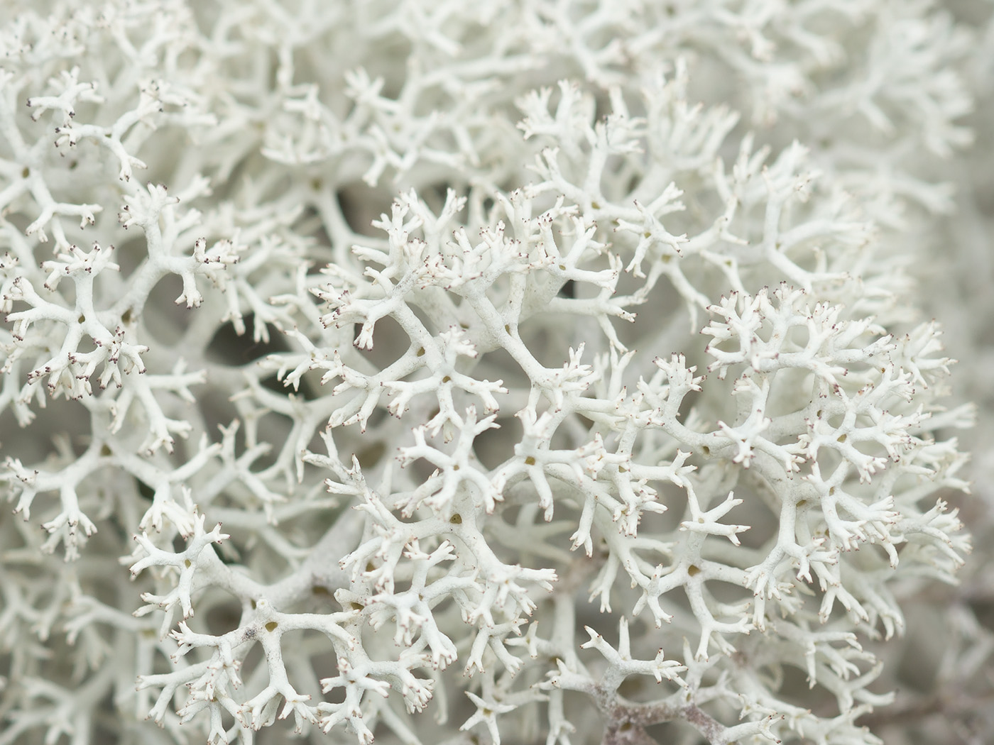 Image of Cladonia stellaris specimen.