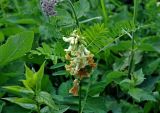 Vicia balansae